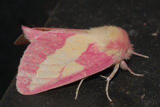 Hyparpax aurora, Pink Prominent