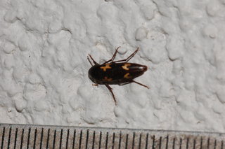 Dircaea liturata, False Darkling Beetle