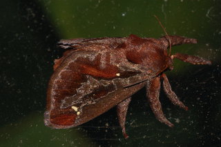Acharia stimulea, Saddleback Caterpillar Moth