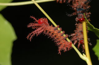 Citheronia regalis, Regal Moth, larva, rearing