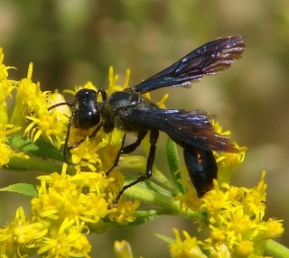 Isodontia philadelphica, Philadelphia Grass-carrying Wasp