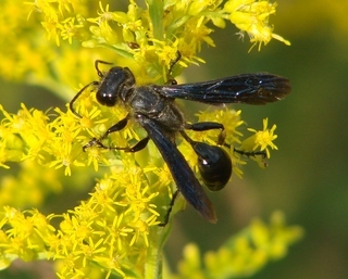 Isodontia philadelphica, sphecid wasp