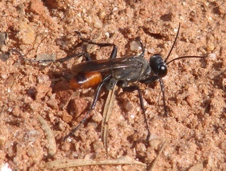 Prionyx parkeri, sphecid wasp