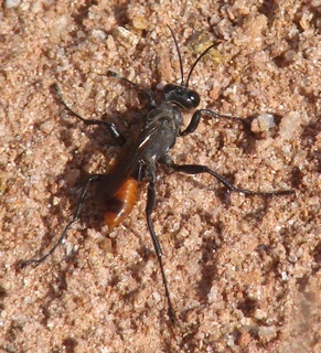 Prionyx parkeri, sphecid wasp