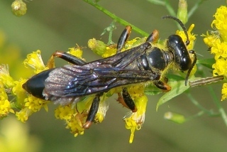 Sphex nudus, katydid wasp