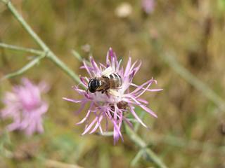 Camptopoeum frontale, panurgine bee