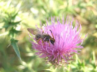 Halictus sexcinctus, six-belted sweat bee