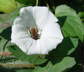 Trigona fulviventris, stingless bee