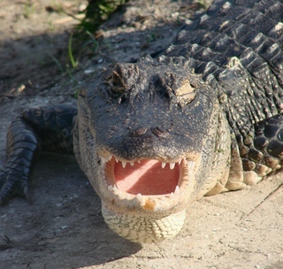 Una serata nelle Everglades  Alligator_mississippiensis,_American_Alligator,I_JSA414