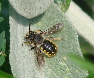 Anthidium manicatum, wool-carder bee