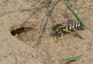 Bembix americana spinolae, sand wasp
