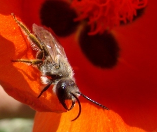 Morawitzia mandibularis, rophitine halictid bee