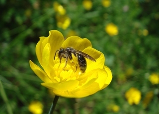 Andrena caerulea, Cerulean Andrena