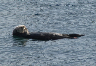 Enhydra lutris, Sea Otter