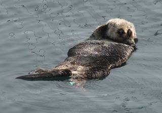 Enhydra lutris, Sea Otter