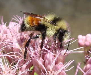 Bombus ternarius, Tricolored Bumble Bee
