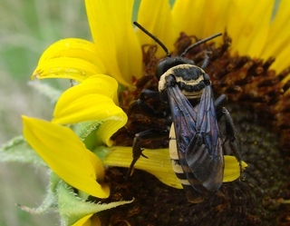 Triepeolus concavus, concave cuckoo bee
