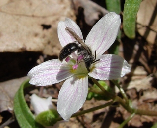 Andrena erigeniae, Spring-beauty Andrena