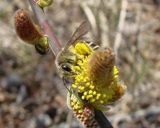 Colletes inaequalis, Unequal Cellophane Bee