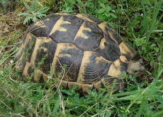 Testudo graeca, Spur thighed tortoise
