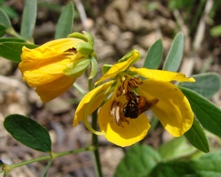 Trigona fulviventris, stingless bee