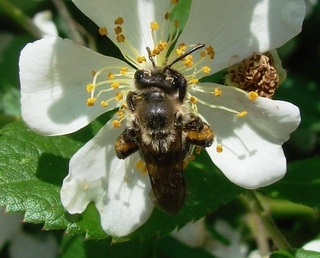 Andrena vicina
