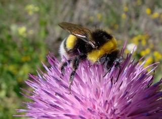 Bombus terrestris, Buff-tailed Bumble Bee