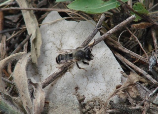 Megachile montenegrensis