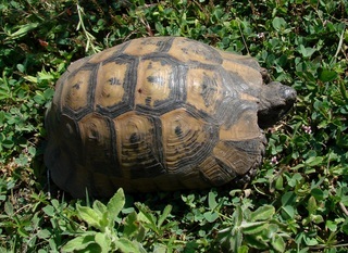 Testudo graeca, Spur-thighed Tortoise