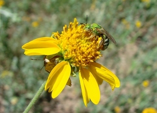 Agapostemon obliquus, sweat bee