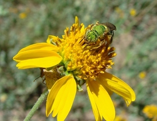Agapostemon obliquus, sweat bee