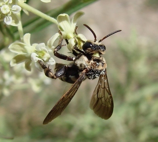 Ericrocis lata, ericrocidine cuckoo bee