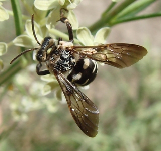 Ericrocis lata, ericrocidine cuckoo bee