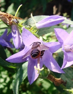 Megachile frigida, Frigid Leaf-cutter Bee