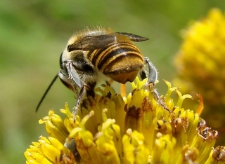Megachile petulans, at least sensu auct., leaf-cutter bee