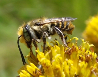 Megachile petulans, at least sensu auct., leaf-cutter bee