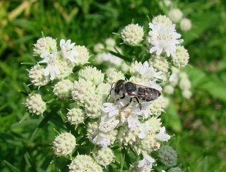 Megachile rotundata, Alfalfa Leaf-cutter Bee