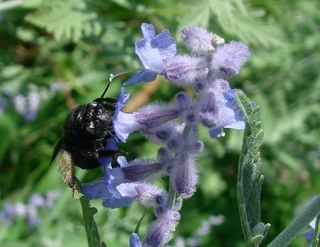 Melissodes bimaculatus, long-horned bee