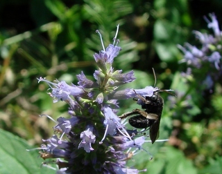 Melissodes bimaculatus, long-horned bee