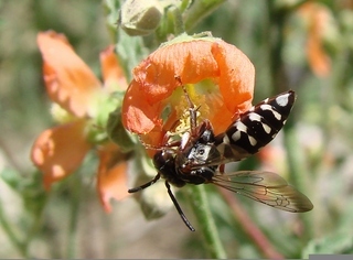 Triepeolus verbesinae, epeoline cuckoo bee