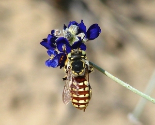 Anthidium porterae, Porters Wool-carder Bee