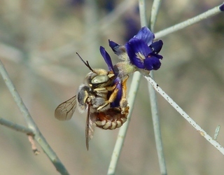 Anthidium porterae, Porters Wool-carder Bee
