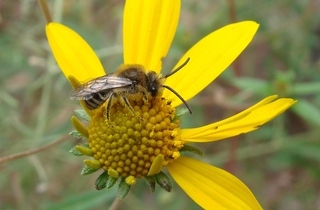 Colletes bryanti, Bryants Cellophane Bee