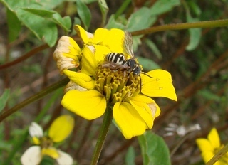 Epeolus compactus, epeoline cuckoo bee