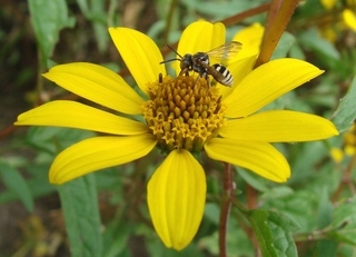 Epeolus compactus, epeoline cuckoo bee