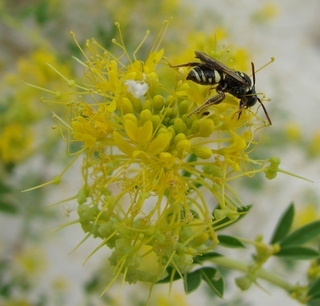 Nomada gutierreziae, Snakeweed Nomad Bee