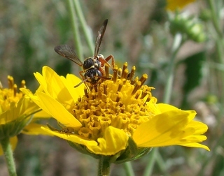 Nomada texana, Texas Nomad Bee
