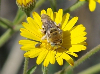 Svastra sabinensis, Sabine Long-horned Bee
