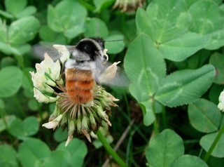 Bombus pyrosoma, Flame-bodied Bumble Bee