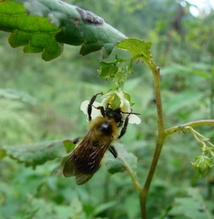 Bombus trifasciatus, Three-banded Bumble Bee